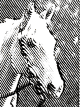 Engraving horse