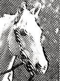 Engraving horse